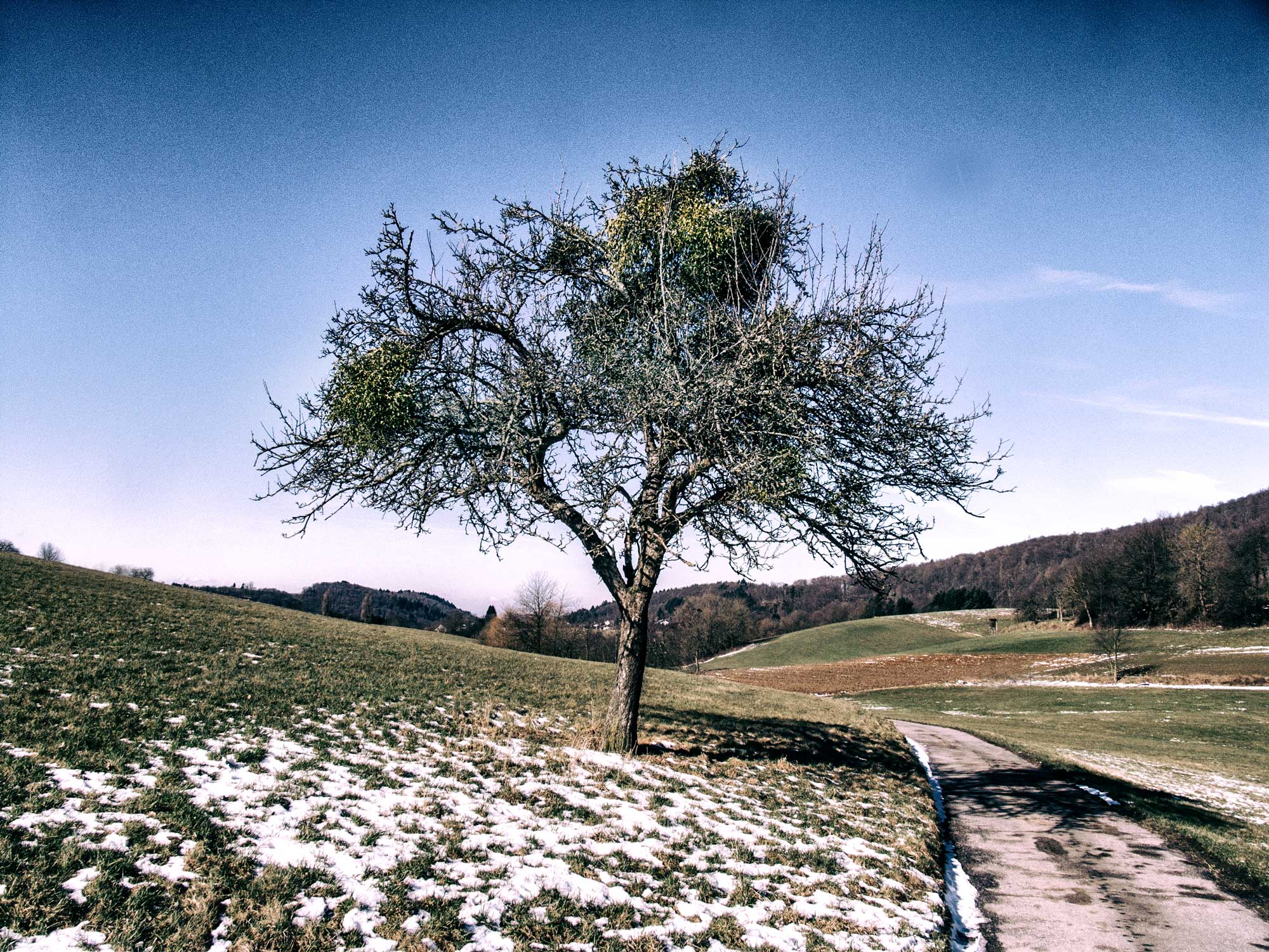 Misteln in Obstbäumen und Streuobstwiesen in Hessens tiefem Süden