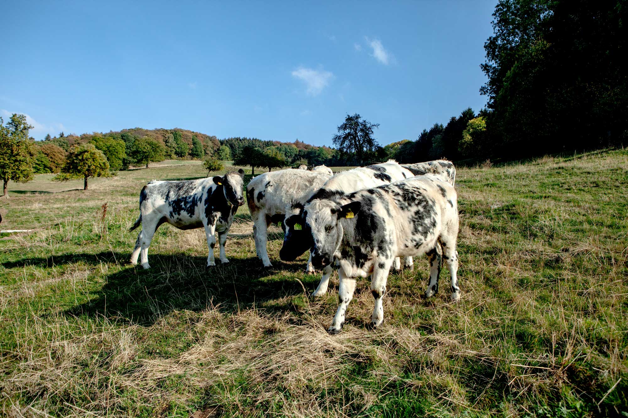Landwirtschaft im Odenwald