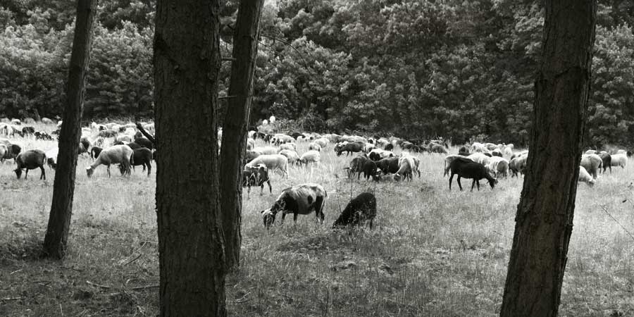 Schafe bei Pfungstadt