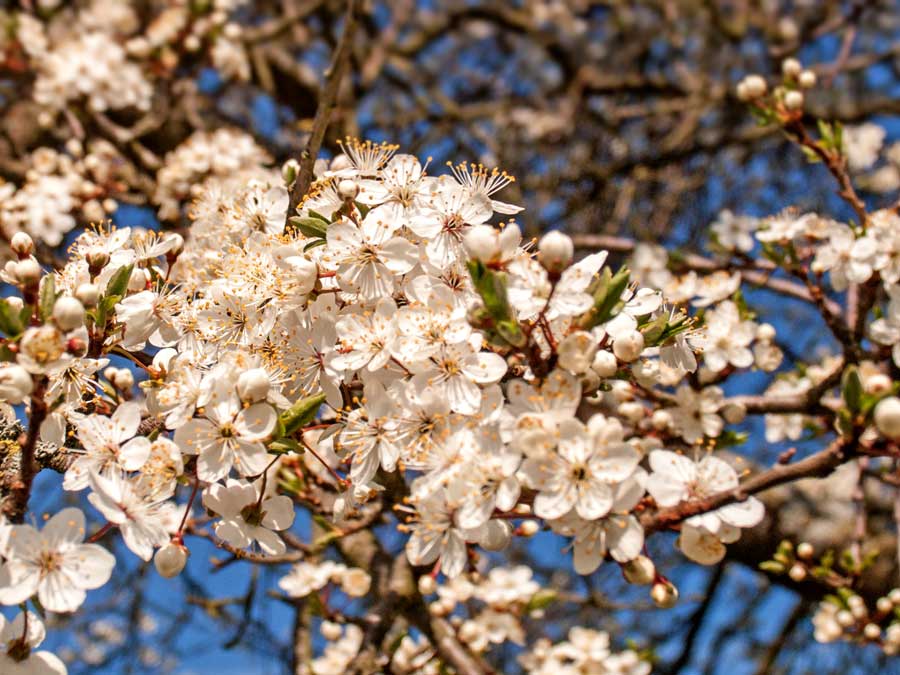 Frühlings-Blüte im Odenwald
