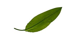 Bärlauch-Blatt aus dem Odenwald