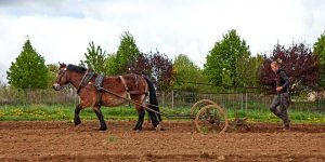 Solidarischer Gartenbau auf dem Lindenhof in Ober-Ramstadt