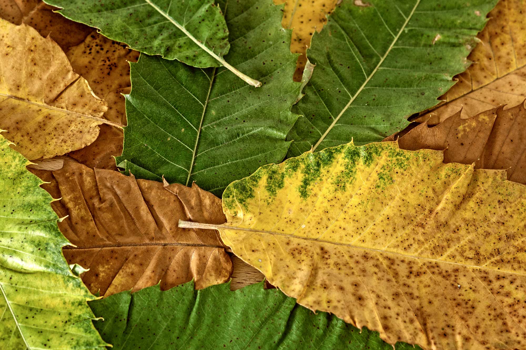Maronen-Mus, Blätter der Esskastanie