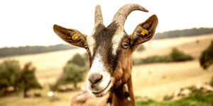 Bio-Ziegenkäse aus Bad König-Momart im Odenwald